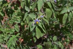 Solanum pubescens